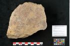 Foto (Objekt + Etikett) von Lepidodendron aculeatum St. (NHMW-GEO-2024-0188-11019)